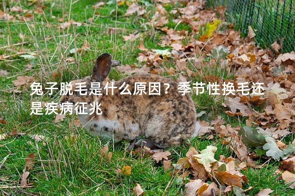 兔子脱毛是什么原因？季节性换毛还是疾病征兆