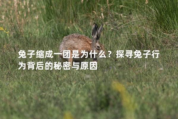 兔子缩成一团是为什么？探寻兔子行为背后的秘密与原因