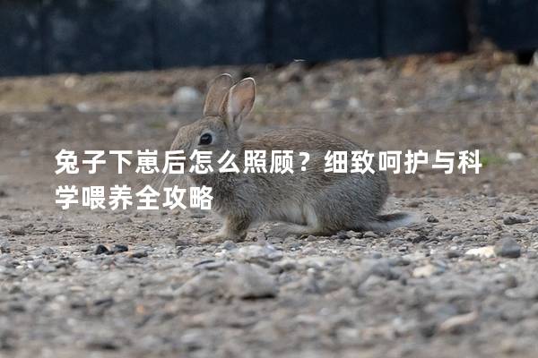 兔子下崽后怎么照顾？细致呵护与科学喂养全攻略