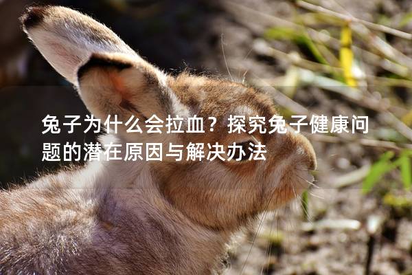兔子为什么会拉血？探究兔子健康问题的潜在原因与解决办法