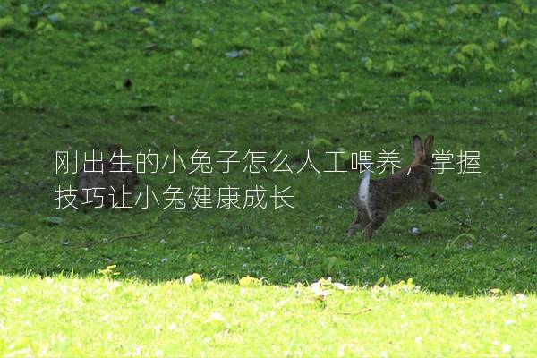 刚出生的小兔子怎么人工喂养，掌握技巧让小兔健康成长