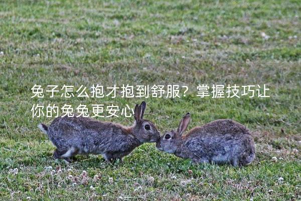 兔子怎么抱才抱到舒服？掌握技巧让你的兔兔更安心