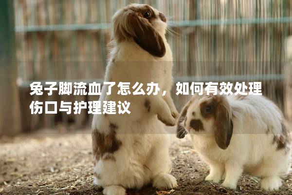 兔子脚流血了怎么办，如何有效处理伤口与护理建议