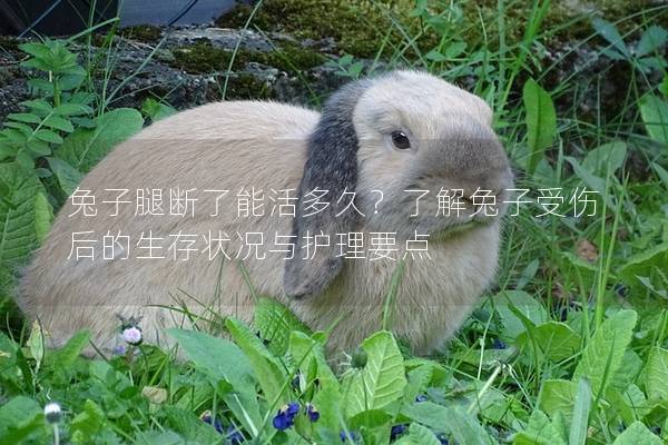 兔子腿断了能活多久？了解兔子受伤后的生存状况与护理要点