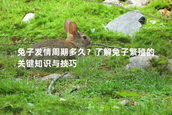 兔子发情周期多久？了解兔子繁殖的关键知识与技巧