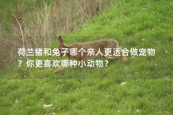 荷兰猪和兔子哪个亲人更适合做宠物？你更喜欢哪种小动物？
