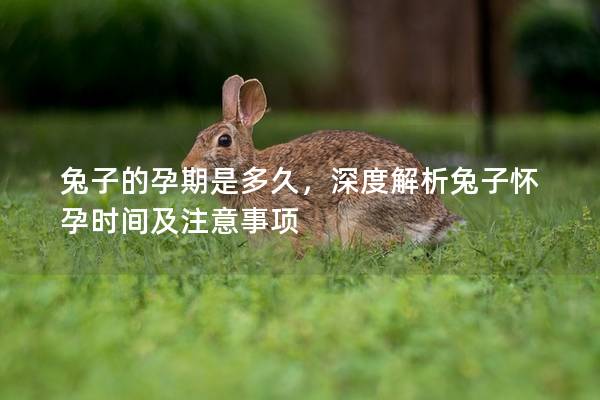 兔子的孕期是多久，深度解析兔子怀孕时间及注意事项