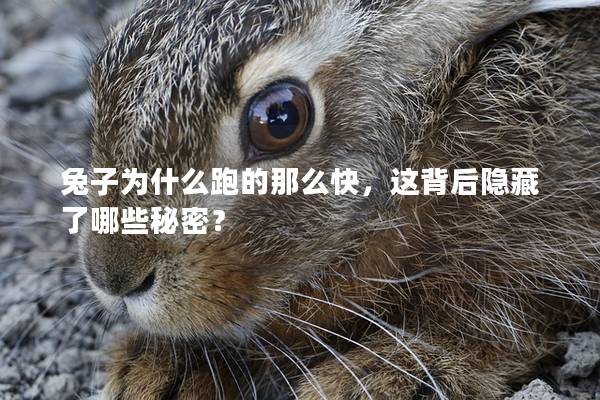 兔子为什么跑的那么快，这背后隐藏了哪些秘密？