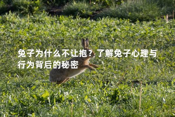 兔子为什么不让抱？了解兔子心理与行为背后的秘密
