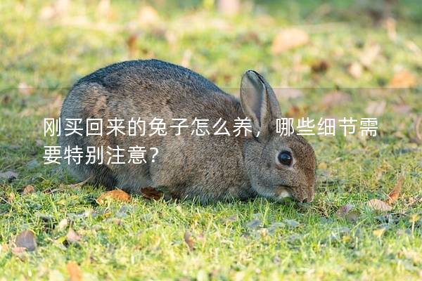 刚买回来的兔子怎么养，哪些细节需要特别注意？