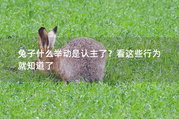 兔子什么举动是认主了？看这些行为就知道了