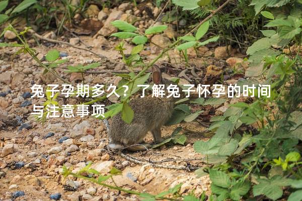 兔子孕期多久？了解兔子怀孕的时间与注意事项