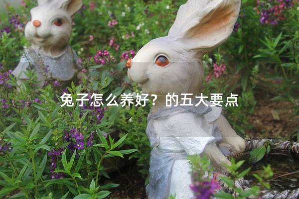 兔子怎么养好？的五大要点