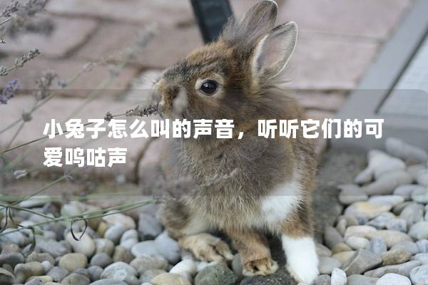 小兔子怎么叫的声音，听听它们的可爱呜咕声