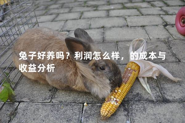 兔子好养吗？利润怎么样，的成本与收益分析
