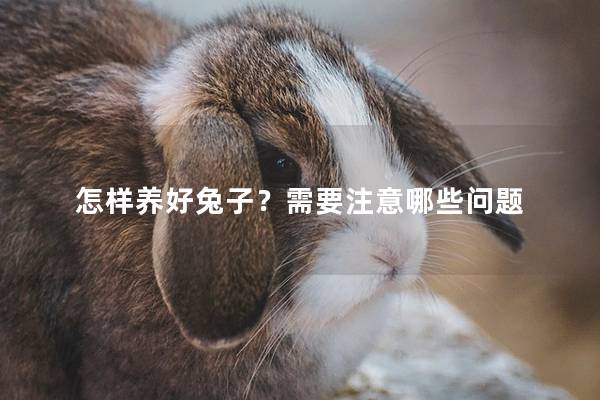 怎样养好兔子？需要注意哪些问题