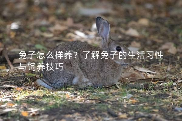 兔子怎么样养？了解兔子的生活习性与饲养技巧