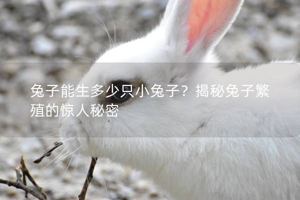 兔子能生多少只小兔子？揭秘兔子繁殖的惊人秘密
