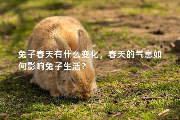 兔子春天有什么变化，春天的气息如何影响兔子生活？