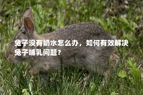 兔子没有奶水怎么办，如何有效解决兔子哺乳问题？