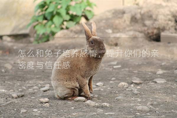 怎么和兔子培养感情，提升你们的亲密度与信任感