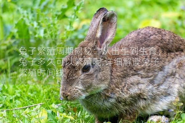 兔子繁殖周期揭秘：从出生到生育，兔子多久可以繁殖呢,详细解读兔子繁殖时间线