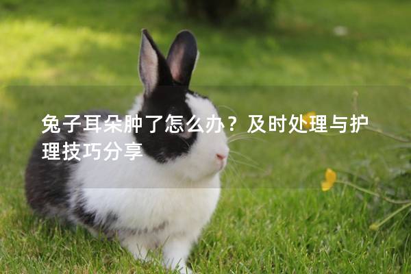 兔子耳朵肿了怎么办？及时处理与护理技巧分享