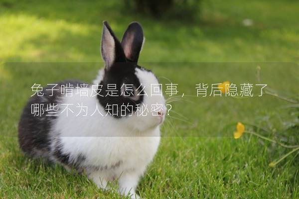 兔子啃墙皮是怎么回事，背后隐藏了哪些不为人知的秘密？