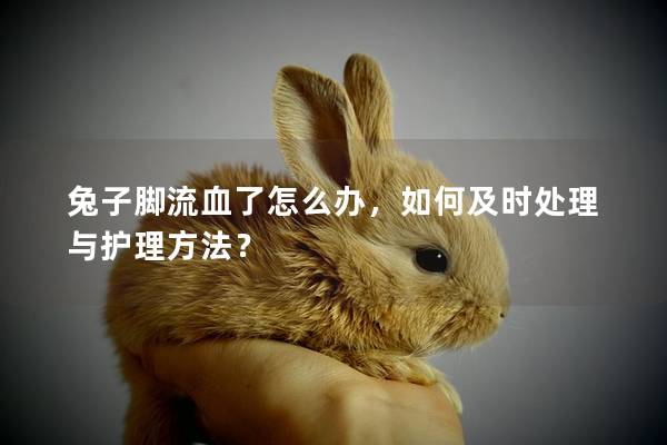 兔子脚流血了怎么办，如何及时处理与护理方法？