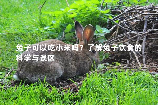 兔子可以吃小米吗？了解兔子饮食的科学与误区