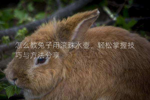 怎么教兔子用滚珠水壶，轻松掌握技巧与方法分享