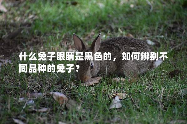 什么兔子眼睛是黑色的，如何辨别不同品种的兔子？