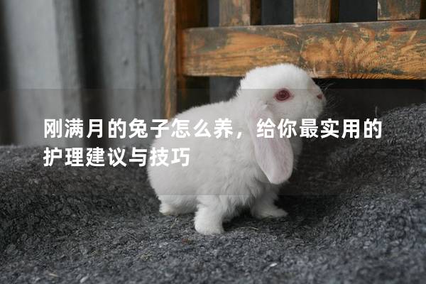 刚满月的兔子怎么养，给你最实用的护理建议与技巧
