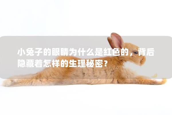 小兔子的眼睛为什么是红色的，背后隐藏着怎样的生理秘密？