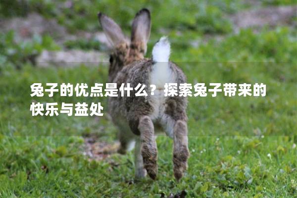 兔子的优点是什么？探索兔子带来的快乐与益处