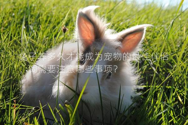 兔子养多久才能成为宠物的最佳伴侣，饲需要注意哪些事项？