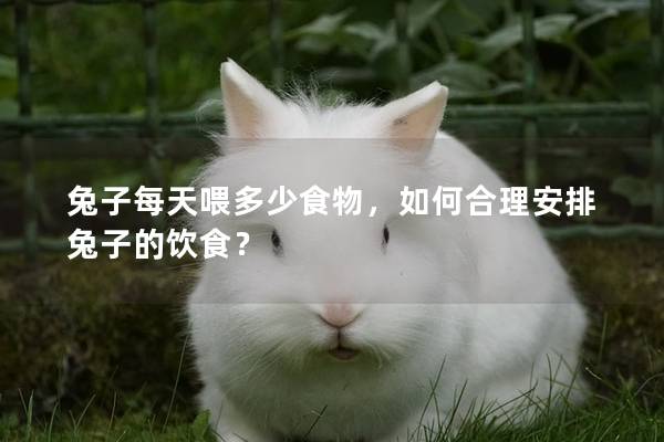 兔子每天喂多少食物，如何合理安排兔子的饮食？