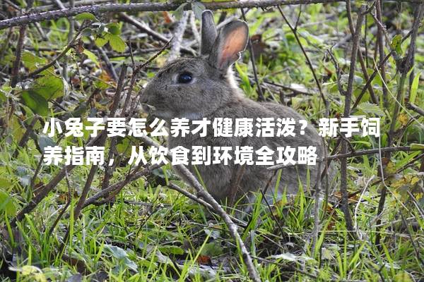 小兔子要怎么养才健康活泼？新手饲养指南，从饮食到环境全攻略