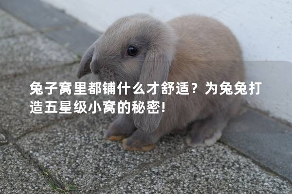 兔子窝里都铺什么才舒适？为兔兔打造五星级小窝的秘密!