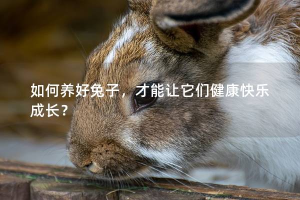 如何养好兔子，才能让它们健康快乐成长？