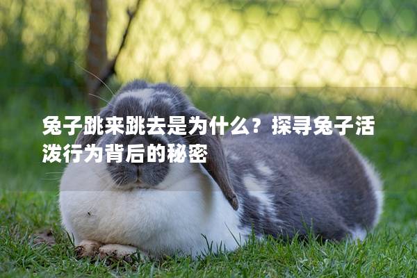 兔子跳来跳去是为什么？探寻兔子活泼行为背后的秘密