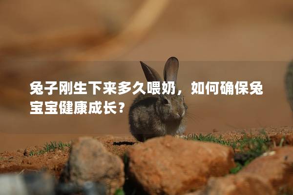 兔子刚生下来多久喂奶，如何确保兔宝宝健康成长？