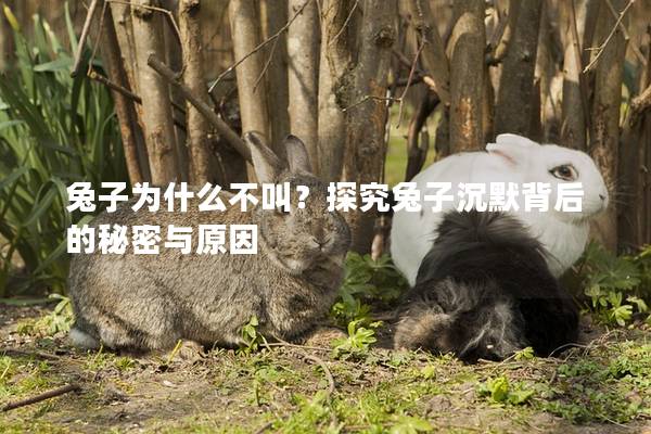 兔子为什么不叫？探究兔子沉默背后的秘密与原因