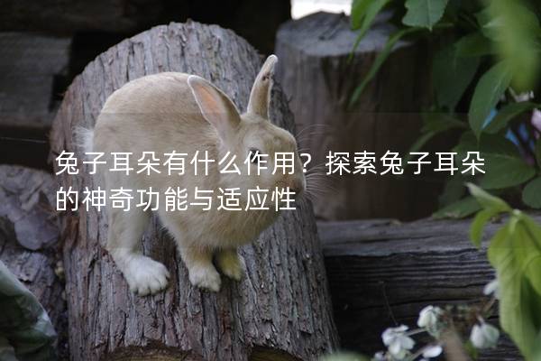 兔子耳朵有什么作用？探索兔子耳朵的神奇功能与适应性