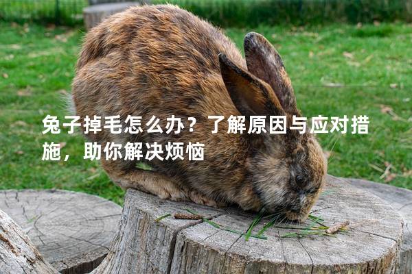 兔子掉毛怎么办？了解原因与应对措施，助你解决烦恼