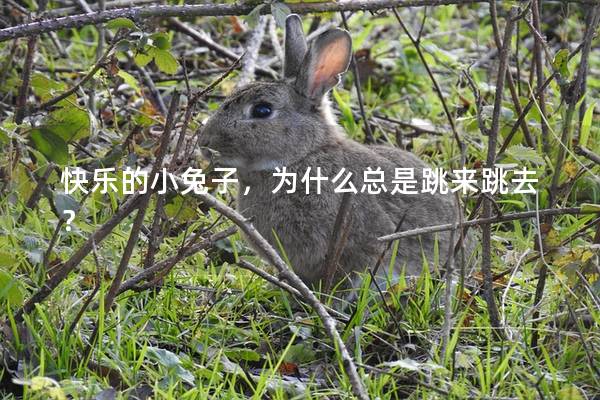 快乐的小兔子，为什么总是跳来跳去？