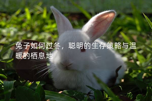 兔子如何过冬，聪明的生存策略与温暖的栖息地