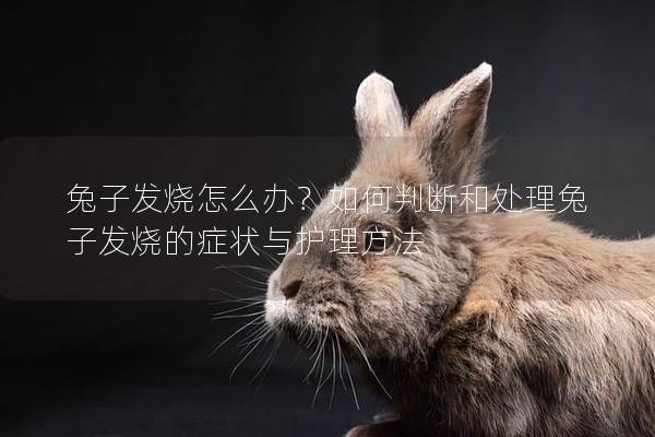 兔子发烧怎么办？如何判断和处理兔子发烧的症状与护理方法