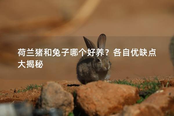 荷兰猪和兔子哪个好养？各自优缺点大揭秘