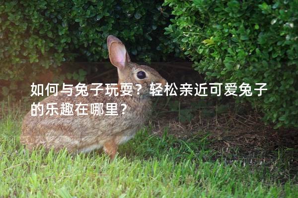 如何与兔子玩耍？轻松亲近可爱兔子的乐趣在哪里？